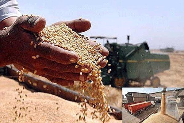 خرید بیش از 8.2 میلیون تن گندم در کشور