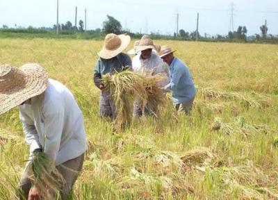 تأثیر سالخوردگی نیروی کار بر شرایط کشاورزی
